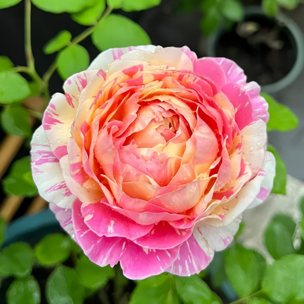 Claude Monet Rose Plant|莫奈 image 0