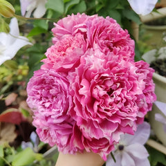 Purple Mist Rose Plant|紫雾凝霜 image 0