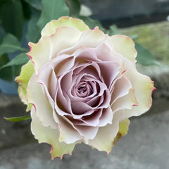 Lapis Veil Rose Plant | 青金石面纱 image 0
