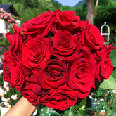 Red Bride Rose Plant |红新娘 image 0