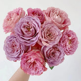 Solfa Rose Plant|索尔法 image 0