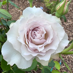 Saphiret Rose Plant | 莎菲天使 image 1