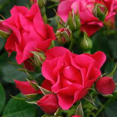 Pink Forest Rose Plant|粉红森林 image 1