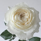 Snowball Forever Rose Plant|永恒之雪 image 0