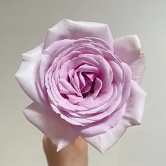 Pacific Blue Rose Plant|太平洋之蓝 image 0