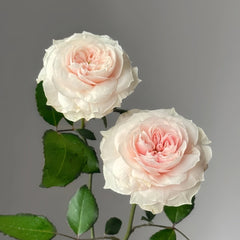 Sabrina Rose Plant|莎伯莲娜 image 3