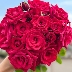 Red Bride Rose Plant |红新娘 image 3