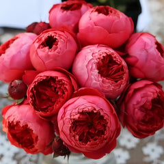 Cinnabar Bowl Rose Plant|朱砂碗 image 2