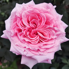 Laurent Cabrol Rose Plant|劳朗卡布罗尔 image 3