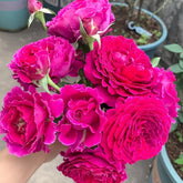 Japanese Ramukan Rose Plant|草药 image 0