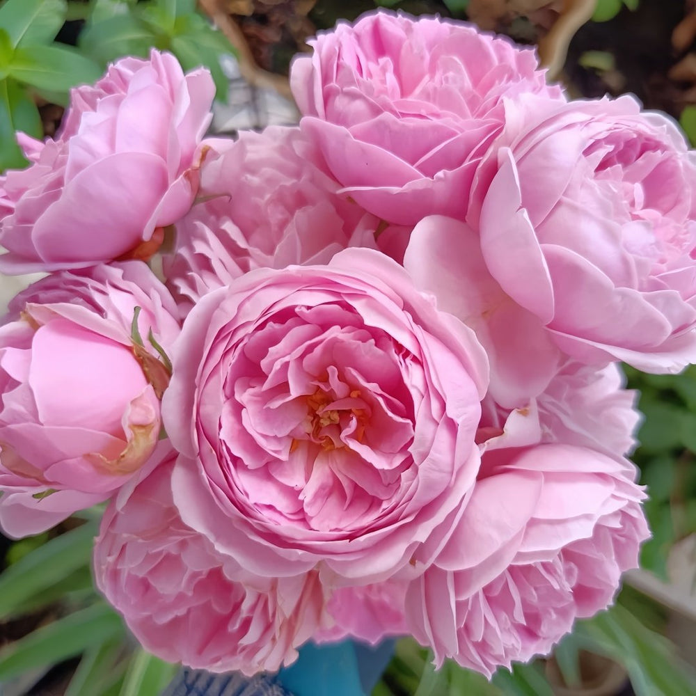 Miyako Rose Plant|京/宫古 image 0