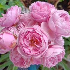 Miyako Rose Plant|京/宫古 image 0