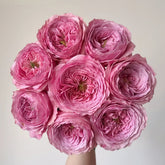 Peonikiss Rose Plant|牡丹之吻 image 0