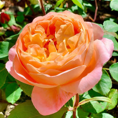 Lady Emma Hamilton Rose Plant|艾玛·汉密尔顿夫人 image 2