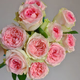 Country Spirit Princess Rose Plant|乡村公主 image 0