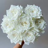 Tineke Rose Plant|坦尼克 image 0