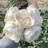Shilabe Rose Plant|音调 image 0