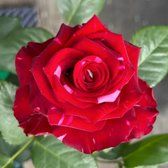 Red Panther Rose Plant|红色豹子 image 1