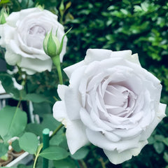 Porte Bleue Rose Plant|蓝色之门 image 3