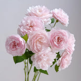 The Generous Gardener Rose Plant|慷慨的园丁 image 0