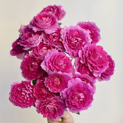 Sheherazade Rose Plant| 天方夜谭 image 0