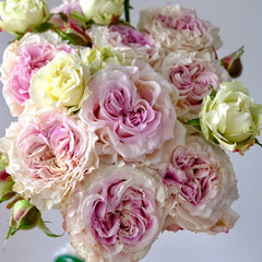 Dolce Summerhouse Rose Plant|道斯山庄/恋恋琴声 image 3