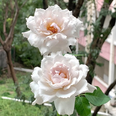 Floating Moon Rose Plant|浮月 image 2