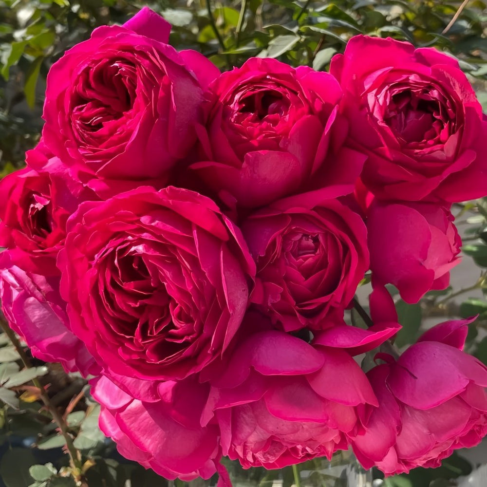 Deep impression Rose Plant|惊鸿 image 0