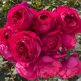 Deep impression Rose Plant|惊鸿 image 0