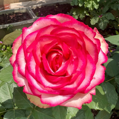 Monroe/Colour Shell Rose Plant|梦露/彩色贝壳 image 1