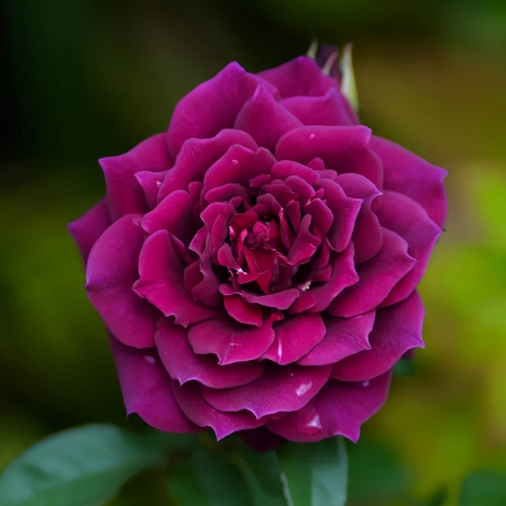 Laylah Rose Plant|黑夜莱拉 image 0