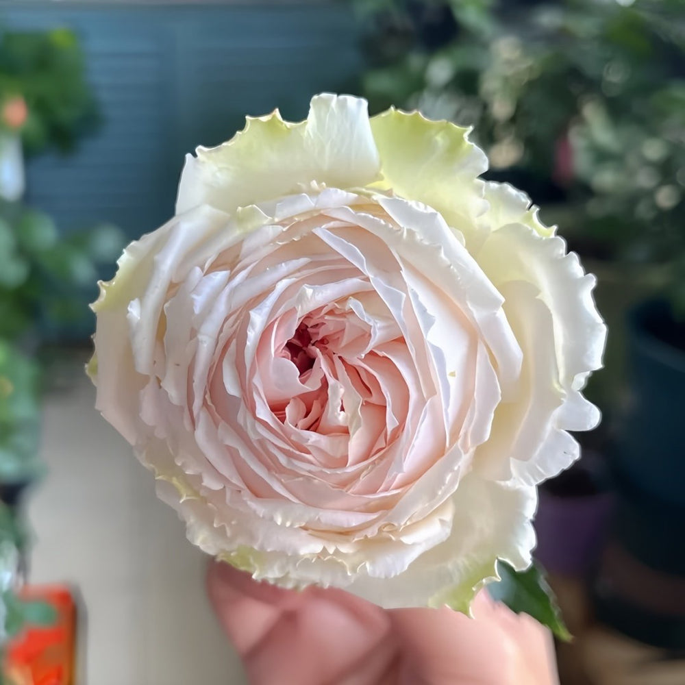Light Makeup Rose Plant|薄化妆 image 0
