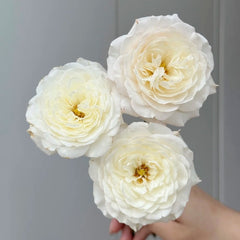 Jolie Fille Rose Plant|可爱少女 image 3