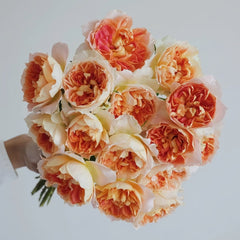 Lanterne Citrouille Rose Plant|南瓜灯笼 image 1