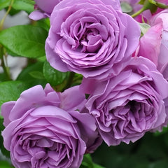 Kinda Blue Rose Plant|微蓝 image 3