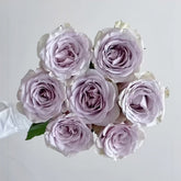 Vanquish Rose Plant|征服 image 0