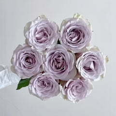 Vanquish Rose Plant|征服 image 0
