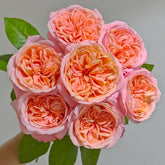 London Eye Rose Plant|伦敦眼 image 0