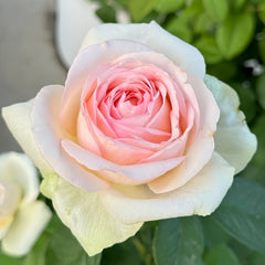 Mona Lisa Rose Plant | 蒙娜丽莎 image 3