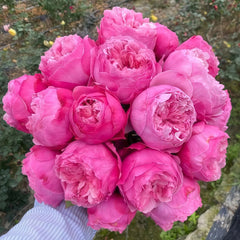 Carey Rose Plant | 凯丽玫瑰 image 0