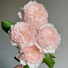 Jiashu Rose Plant|家书 image 1