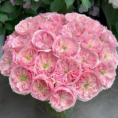 Romeo Rose Plant|罗密欧 image 0