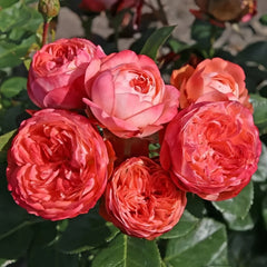 Pompeji Rose Plant | 庞贝/蓬培基 image 2