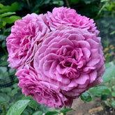 Quick Silver Rose Plant|快银 image 0