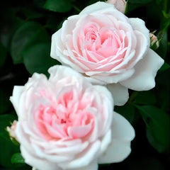 Cinderella Rose Plant|灰姑娘 image 2