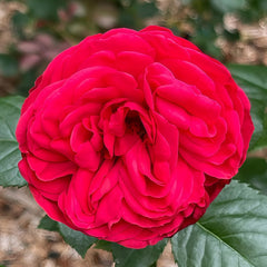 Piano Rose Plant| 红钢琴 image 1