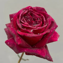 Black Perfumella Rose|暗香 image 3
