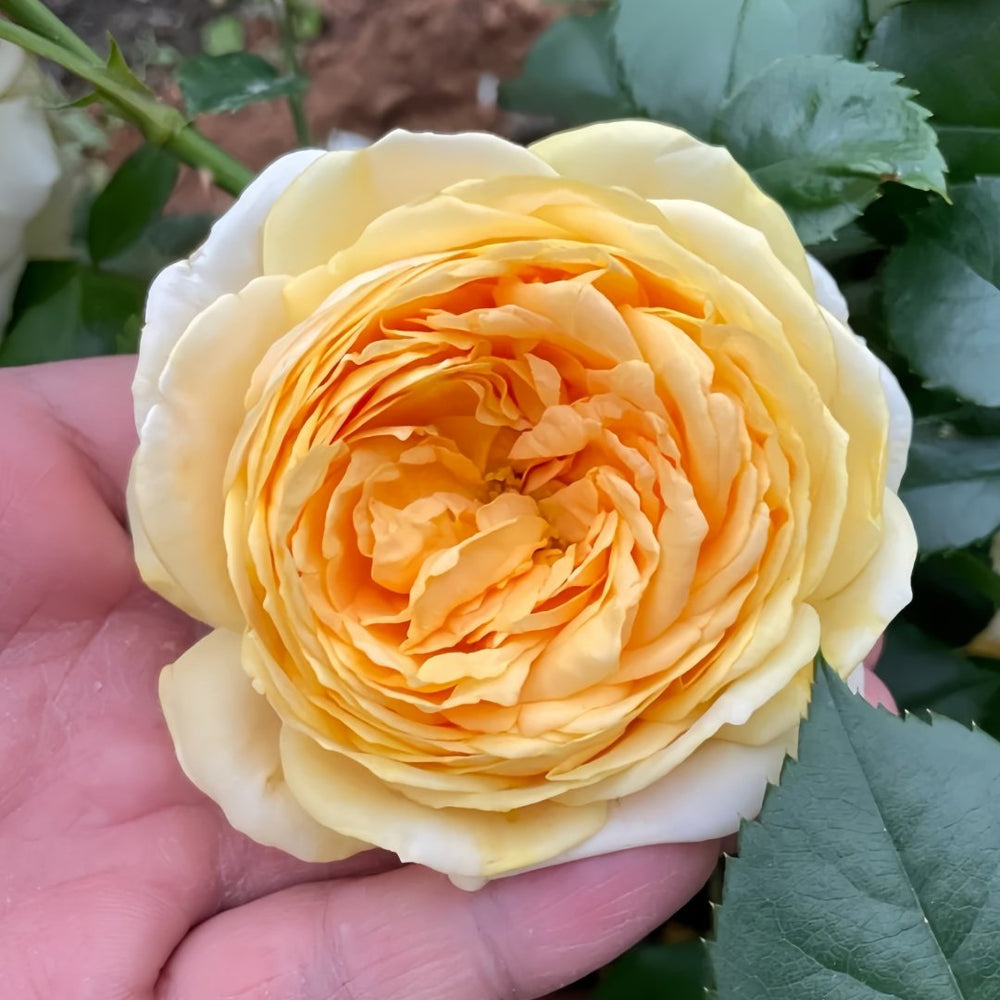 Chippendale Gold Rose Plant|金色音乐厅 image 0