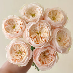 Darlington Rose Plant | 达林顿 image 0