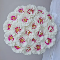 Brideside Rose Plant|桥边之约 image 1